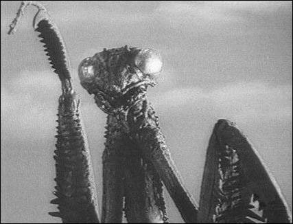 Nouvelle-écriture-mante-religieuse